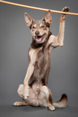 funny australian kelpie dog holding onto a wooden stick in the studio on a grey background