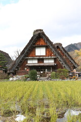 Fototapeta na wymiar Traditional and Historical Japanese village Shirakawago in autumn season. High quality photo