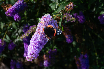 Admiral Schmetterling sitzt auf einem Sommerflieder