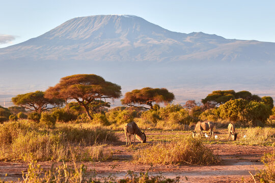 Wildebeest with Kilimanjaro in the background.