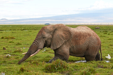 A big African elephant standing in the swamp.