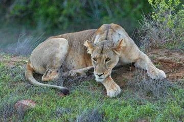 Lioness in the wild in Tsavo East, Kenya.