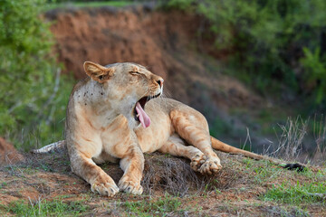Lioness is yawning in Tsavo East, Kenya.