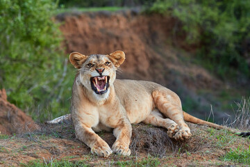 Lioness is yawning in Tsavo East, Kenya.