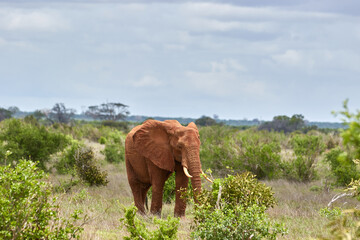 Big red African elephant in Tsavo East National Park.