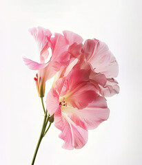 Beautiful pink flower on white background	