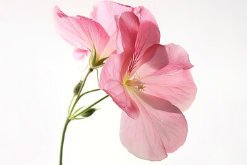 Beautiful pink flower on white background	