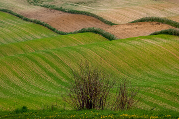 Fototapeta na wymiar Landscape. Agricultural fields in spring. Roztocze. Poland.