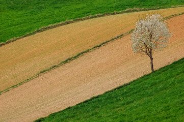 Landscape with lonely tree. Roztocze. Poland.
