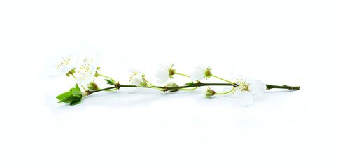 Cherry branch in blossom isolated on white background.