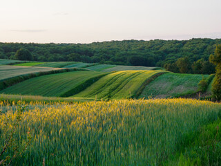 Landscape. Agricultural fields  in summer. Roztocze. Poland.