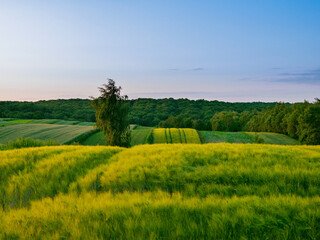 Landscape. Agricultural fields  in summer. Roztocze. Poland.
