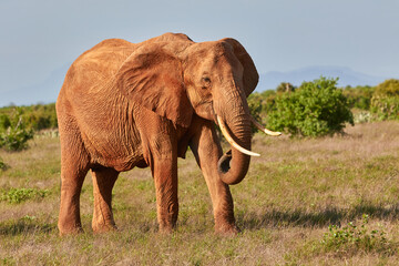Big red African elephant in Tsavo East National Park.