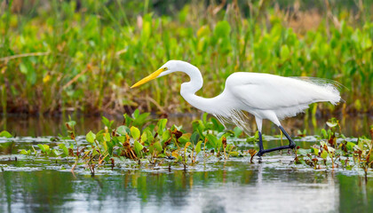 Fototapeta premium Great egret (Ardea alba) hunting in wetlands of Florida, USA.