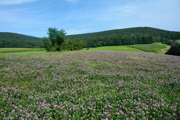 Red clover field in green nature at the edge of the forest