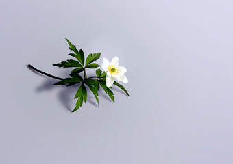 - one white anemone on a white background
