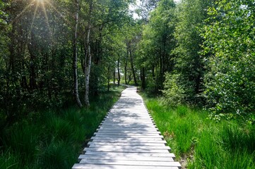 Moor landscape with wooden path