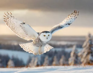 Foto op Aluminium Snowy owl (Bubo scandiacus) in flight over a winter landscape. © Bill