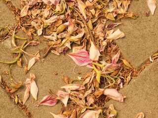 Scattered withered pink petals on rough road stones, a blend of natural and urban textures