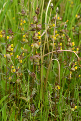 Kleiner Klappertopf,  Rhinanthus minor
