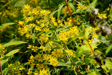 Gewöhnliche Gilbweiderich,  Lysimachia vulgaris
