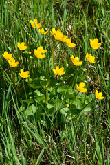 Obraz premium Sumpf-Dotterblume, Caltha palustris