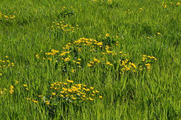 Sumpf-Dotterblume,  Caltha palustris