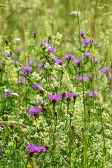 Wiesen-Labkraut, Galium mollugo, Wiesen-Flockenblume,  Centaurea jacea,