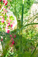 Fototapeta na wymiar Beautiful swallowtail caterpillar on a fennel stalk