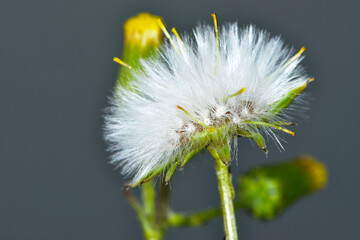 Greiskraut,  Gewöhnliche Greiskraut, Senecio vulgaris