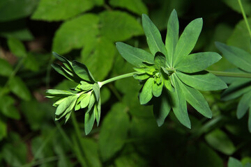 Gewöhnliche Wald-Labkraut, Galium sylvaticum © Peter Oetelshofen