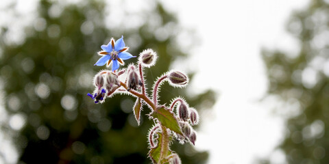 blue borage flower with hairy buds and green leaves - 755060669
