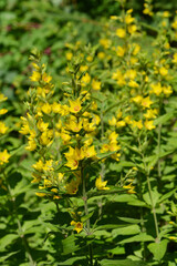 Punktierte Gilbweiderich,  Lysimachia punctata