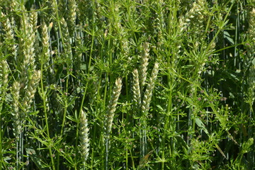 Klettenlabkraut,  Galium aparine, gegen Ende der Blüte,