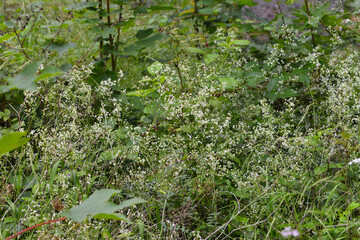 Gewöhnliche Wald-Labkraut, Galium sylvaticum