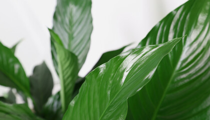 Healthy green tropical leaves on plant