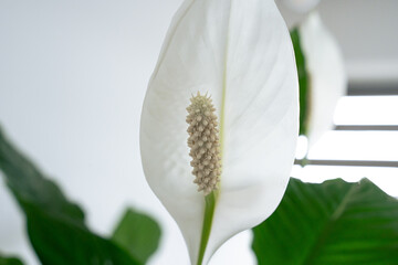 Roślina domowa, zielona, skrzydłokwiat z białymi kwiatami - obrazy, fototapety, plakaty