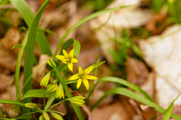 macro of a yellow star-of-Bethlehem flower