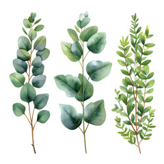 Fototapeta premium Green Eucalyptus. Watercolor Eucalyptus. PNG Eucalyptus. Tropical spring floral. green leaves isolated on transparent png background, bouquets greeting or wedding card decoration