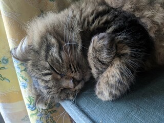 A long Haired Tabby Cat sleeping on a chair with his paws curled up