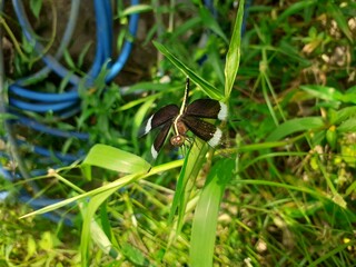 Dragonfly on the grass