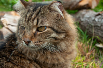 A Domestic long Haired Tabby Cat sitting in the grass in the summer
