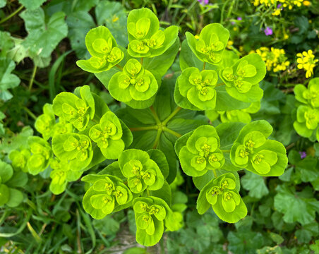 Euphorbia helioscopia, the sun spurge or madwoman's milk, is a species of flowering plant in the spurge family Euphorbiaceae. It is a herbaceous annual plant, native to most of Europe, Africa.
