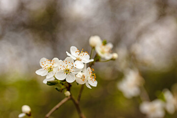 white blooming hawthorn flowers in early spring