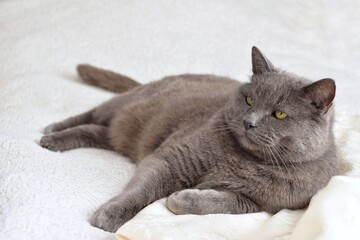  A gray purebred cat lies.