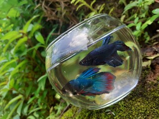 Betta fish in the water bowl