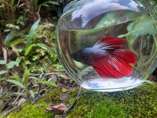Betta fish in the water bowl