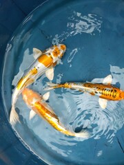 Yellow and white color mixed koi fishes