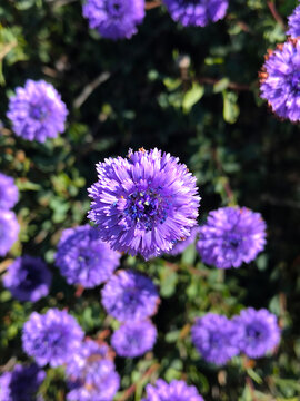 Blue Daisy, or Globularia alypum, is a popular traditional herb used to treat skin and cardiovascular diseases. The leaves, stems, roots of this beautiful plant are very useful.