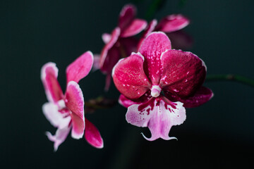 Pink flower and leaves of phalaenopsis orchid in the house. Caring for a houseplant.